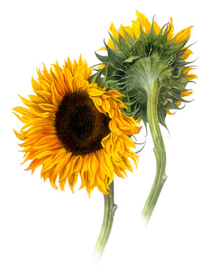 Botanical Watercolor