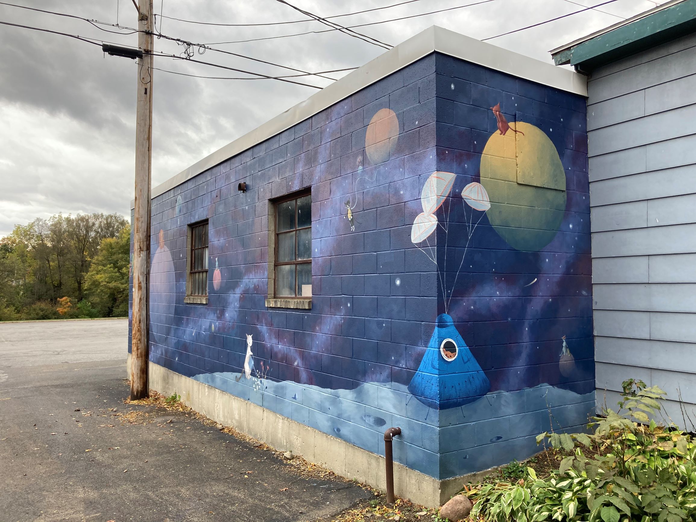 Life in the time of Covid-19: Space Cats