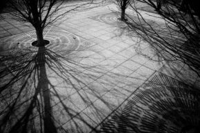 Flora: The Beauty All Around Us