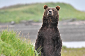 Feathers & Fur: Photography by Gary Rinaldi