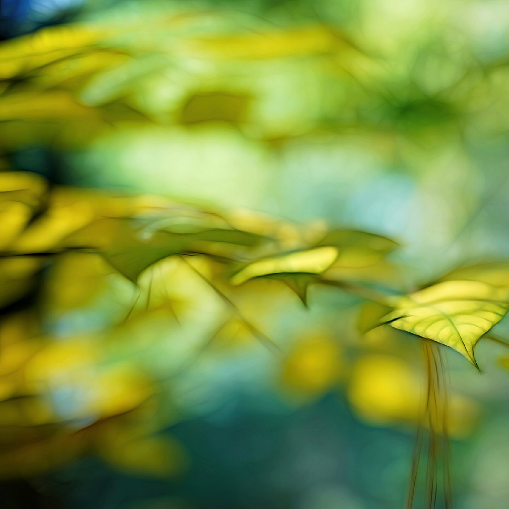 ANCIENT FOREST DAY