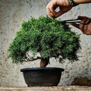 Intro to Bonsai